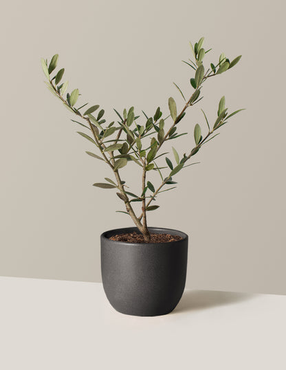 Olive Tree