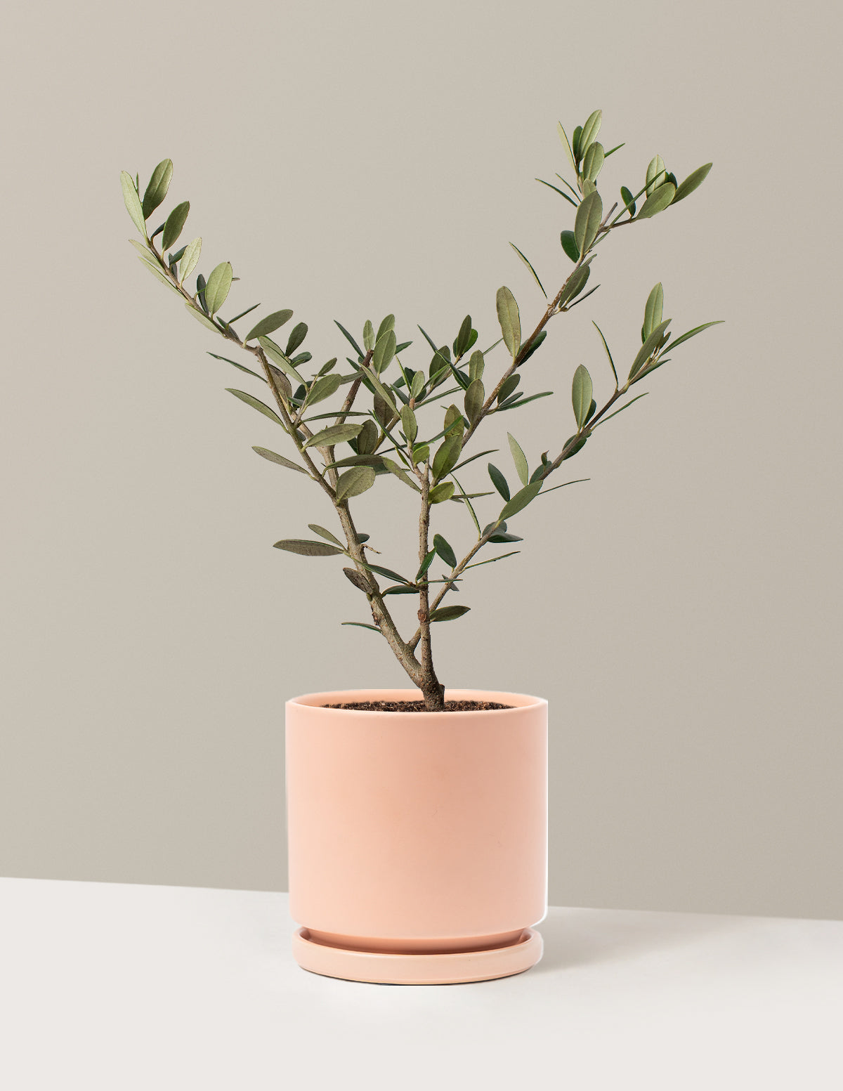 Olive Tree