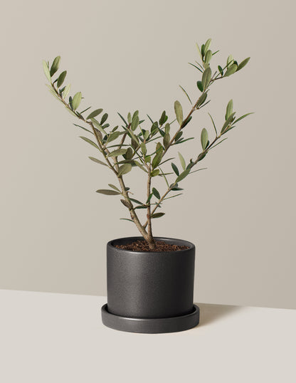 Olive Tree