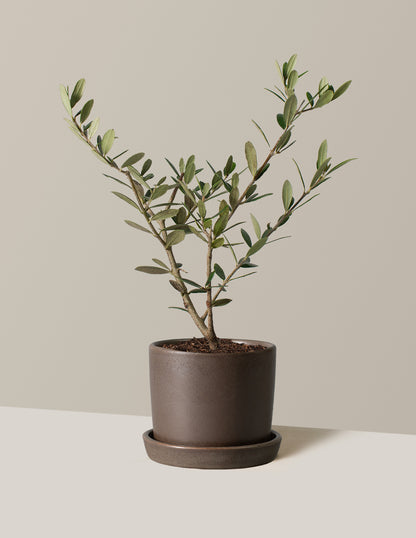 Olive Tree