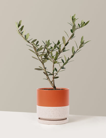 Olive Tree