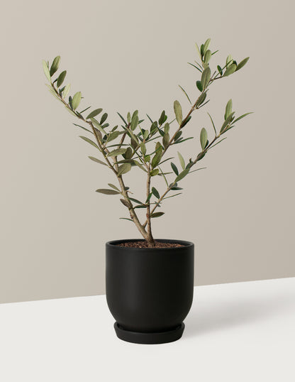Olive Tree