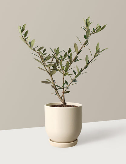 Olive Tree
