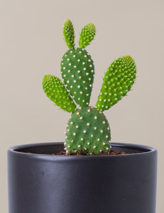Bunny Ear Cactus