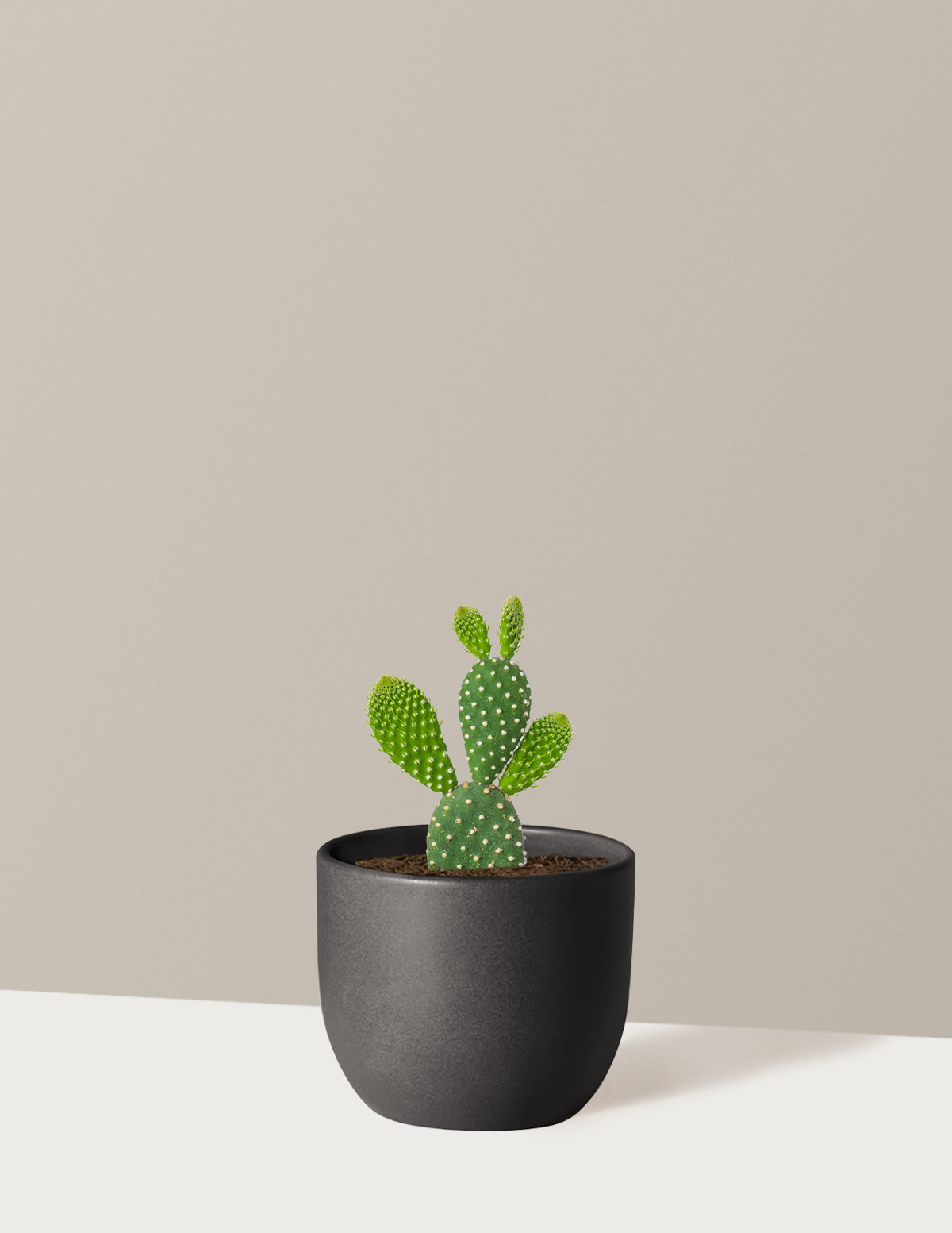 Bunny Ear Cactus