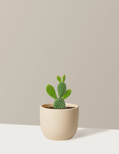 Bunny Ear Cactus