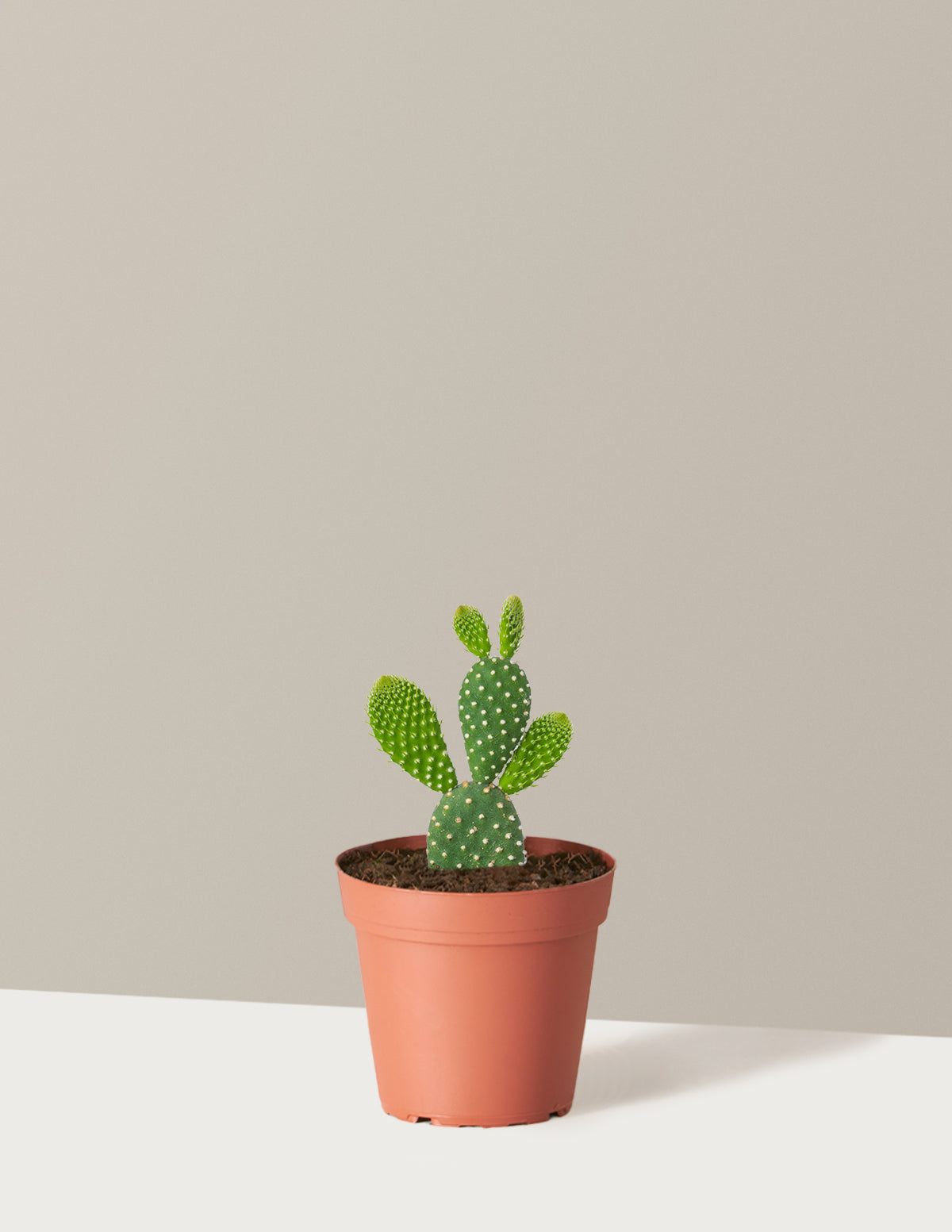Bunny Ear Cactus