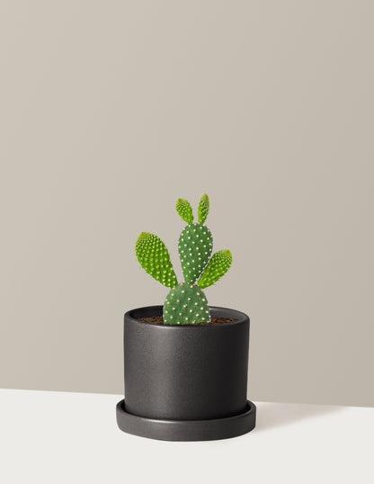 Bunny Ear Cactus
