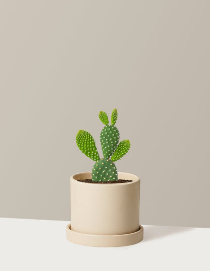 Bunny Ear Cactus