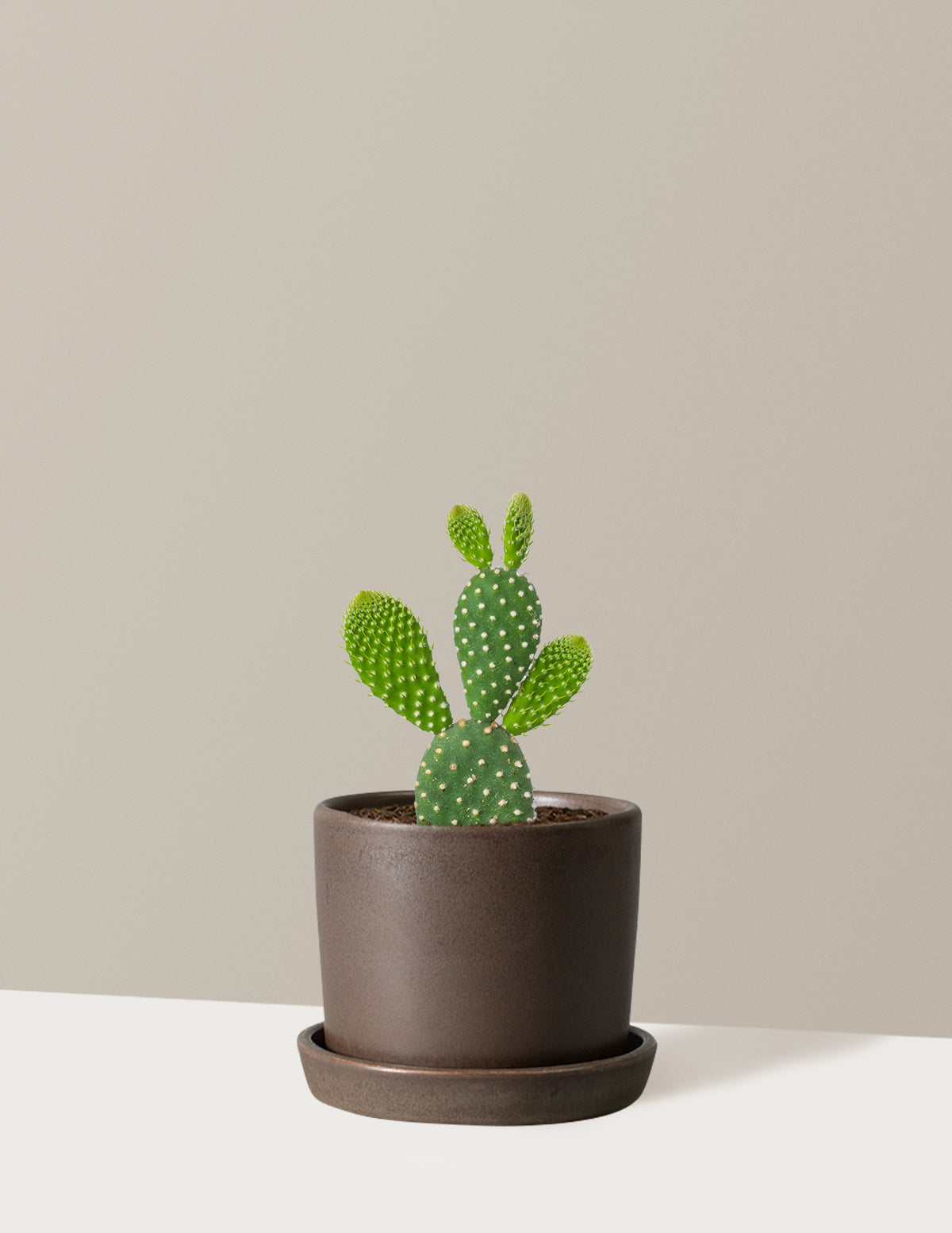 Bunny Ear Cactus