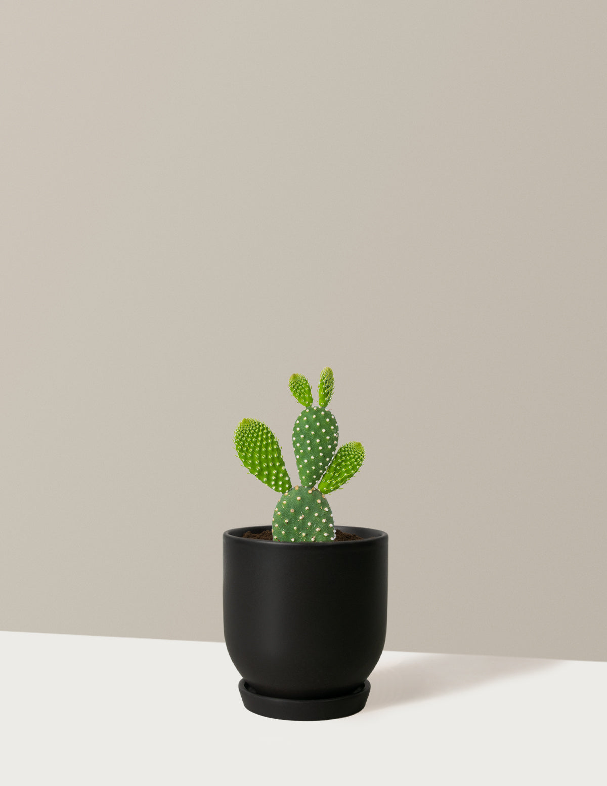 Bunny Ear Cactus
