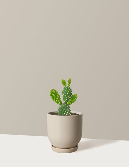 Bunny Ear Cactus