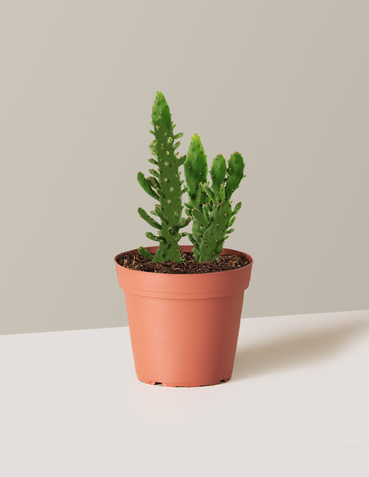 Prickly Pear Cactus