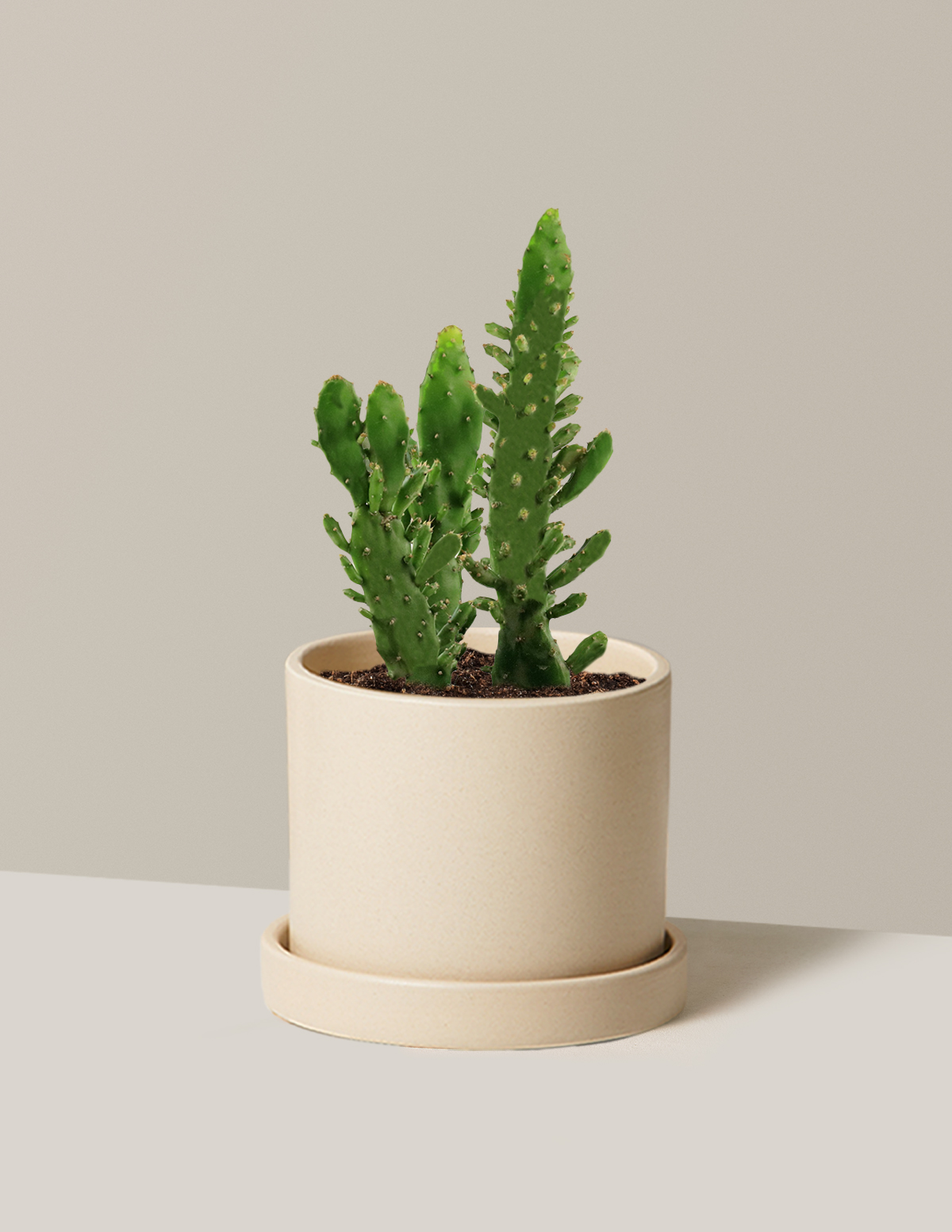 bundle | Small | Hyde | Cream