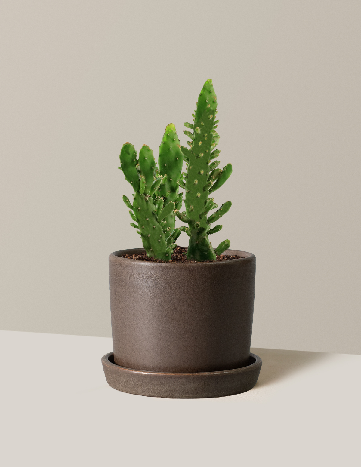 bundle | Small | Hyde | Olive