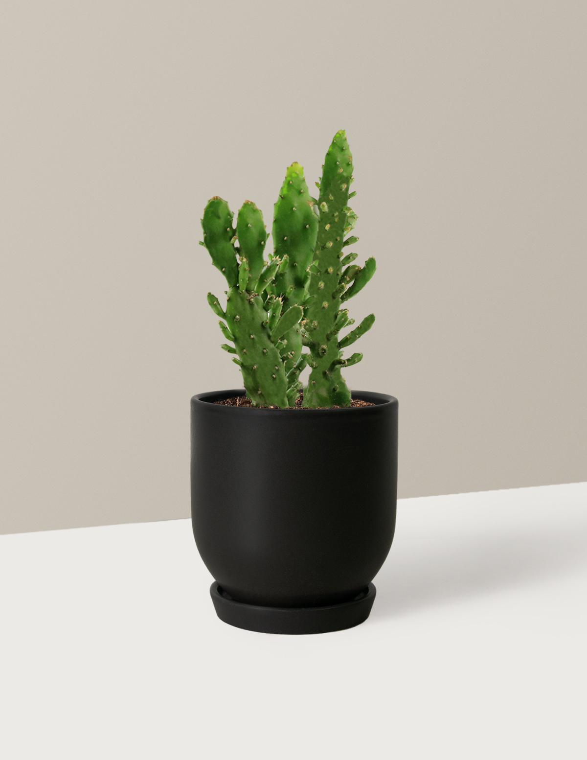 Prickly Pear Cactus
