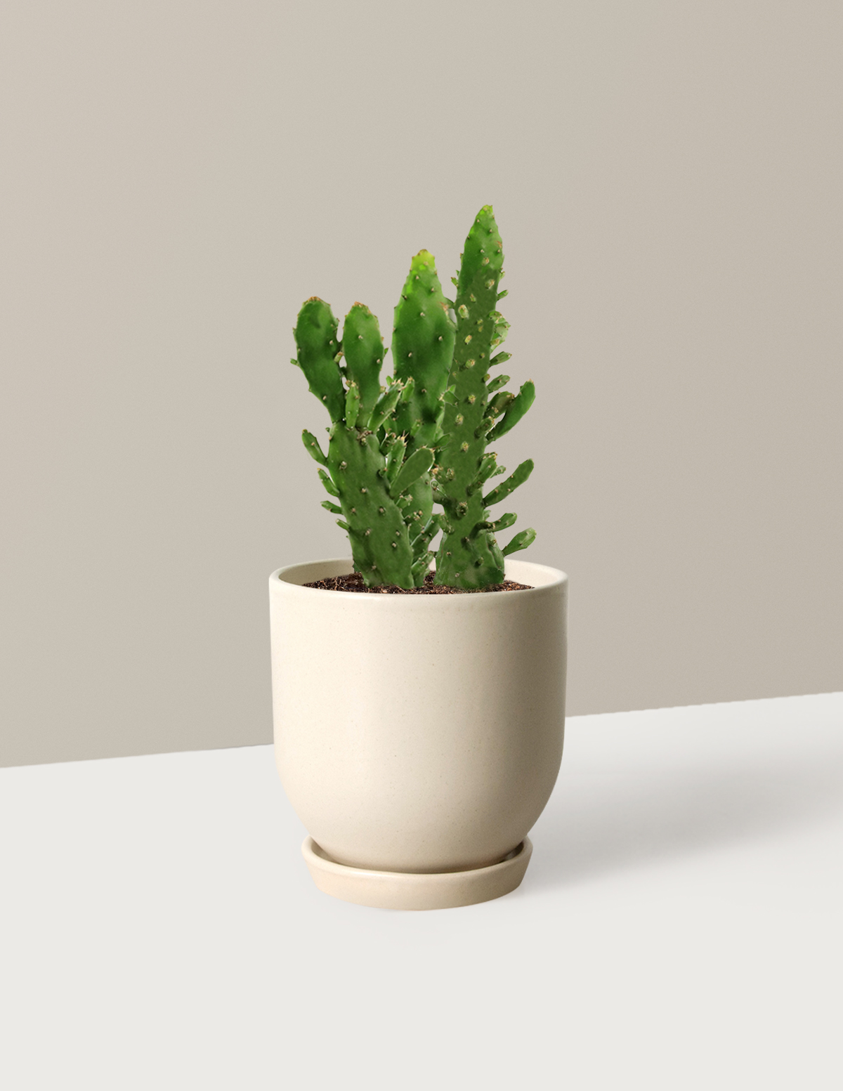 bundle | Small | Westcott | Cream