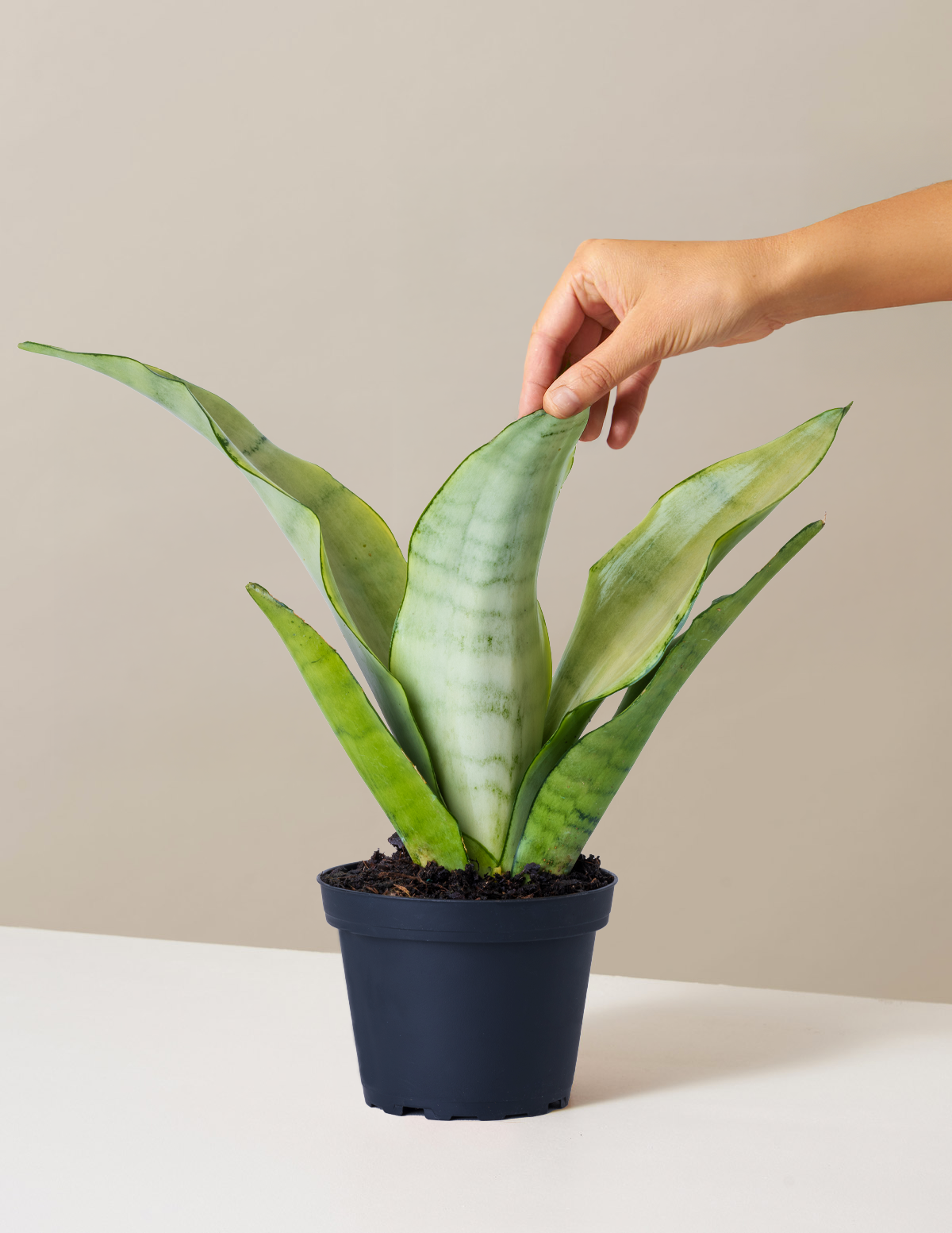 Moonshine Snake Plant