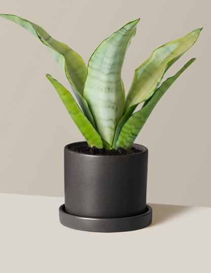 Moonshine Snake Plant