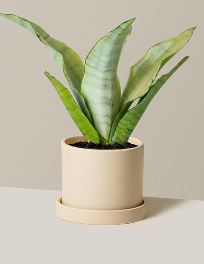 Moonshine Snake Plant