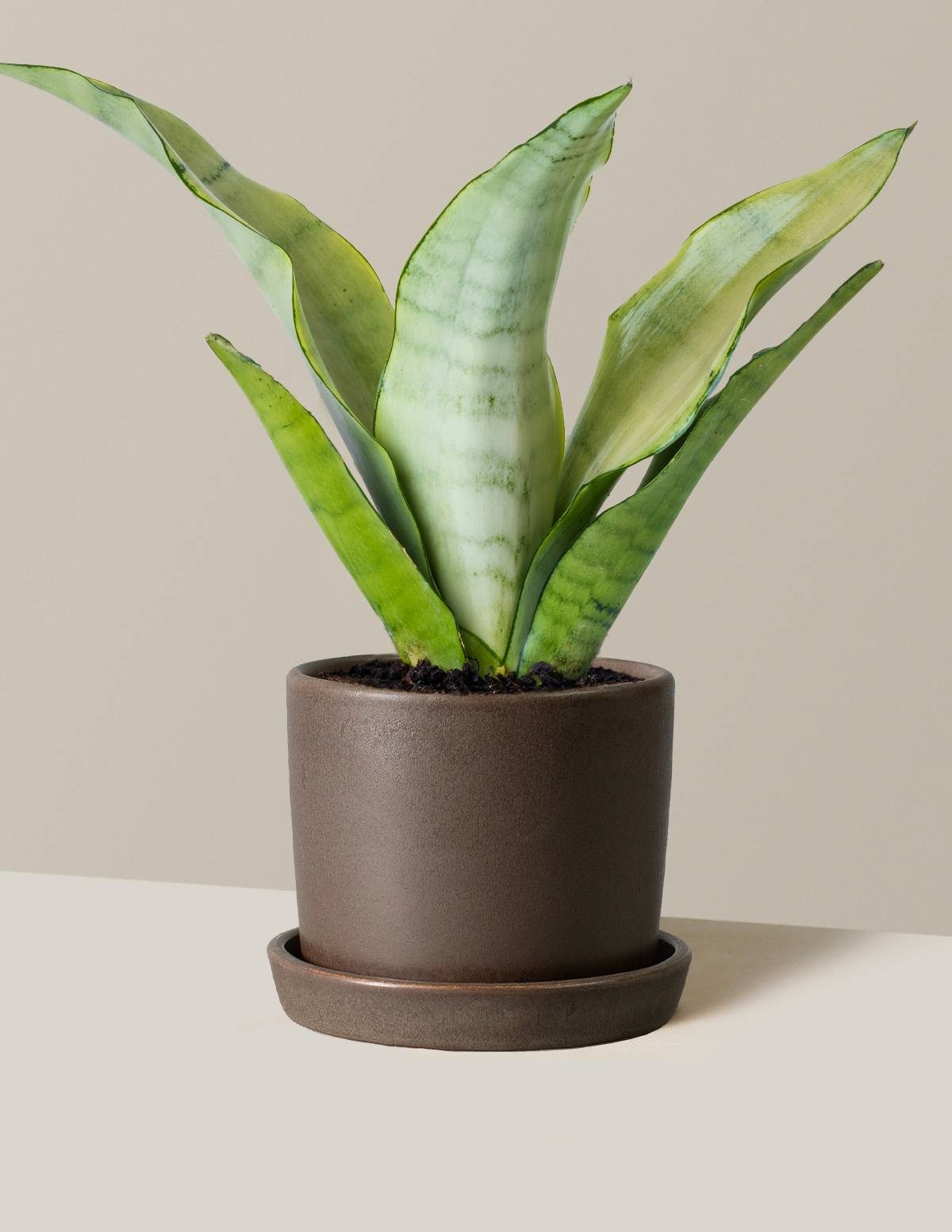 Moonshine Snake Plant