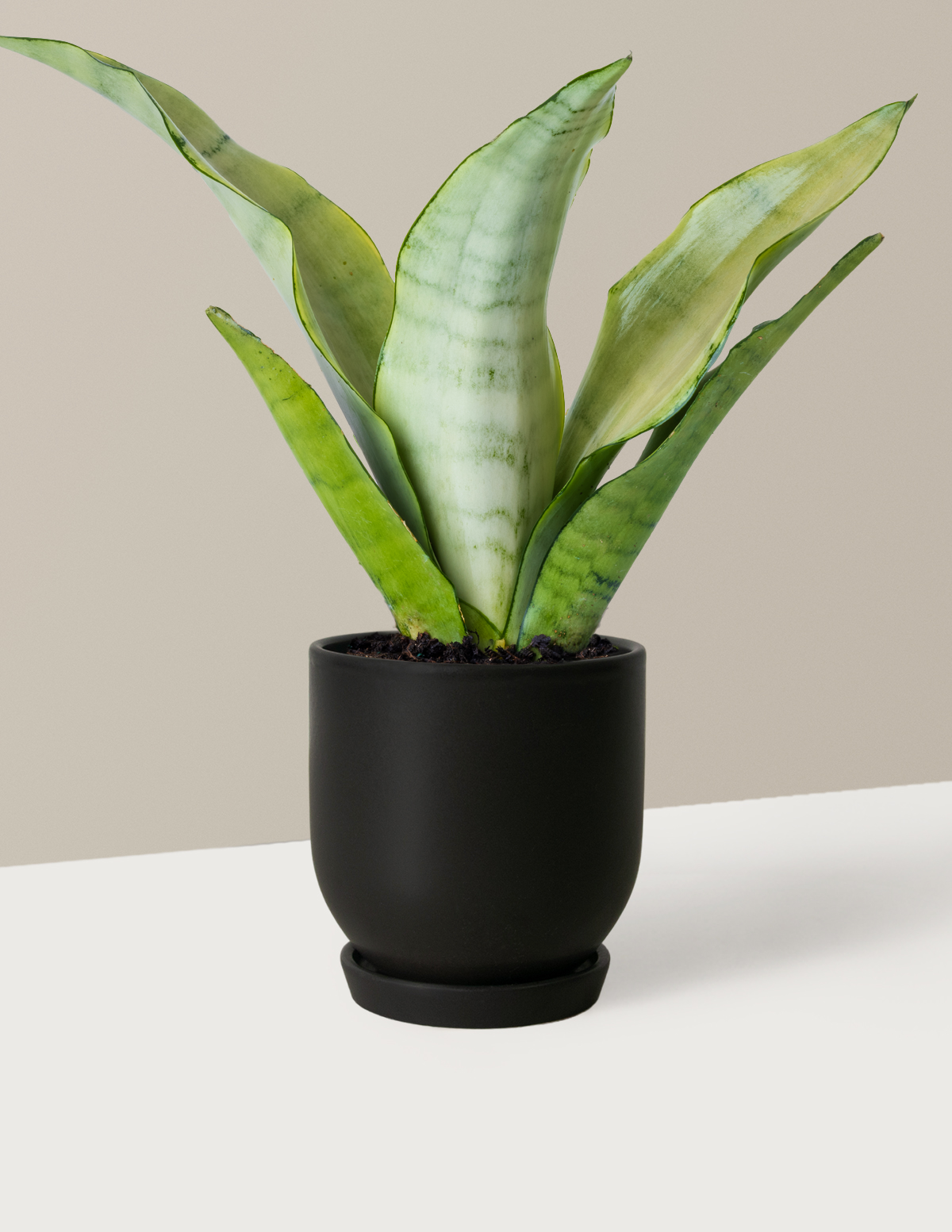 Moonshine Snake Plant