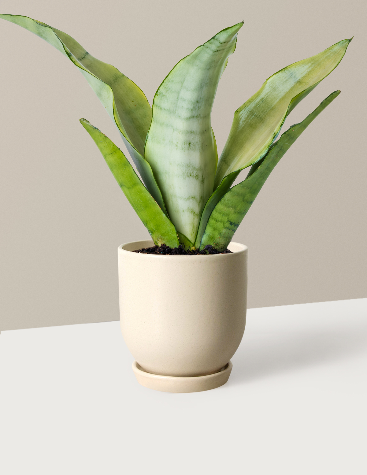 Moonshine Snake Plant