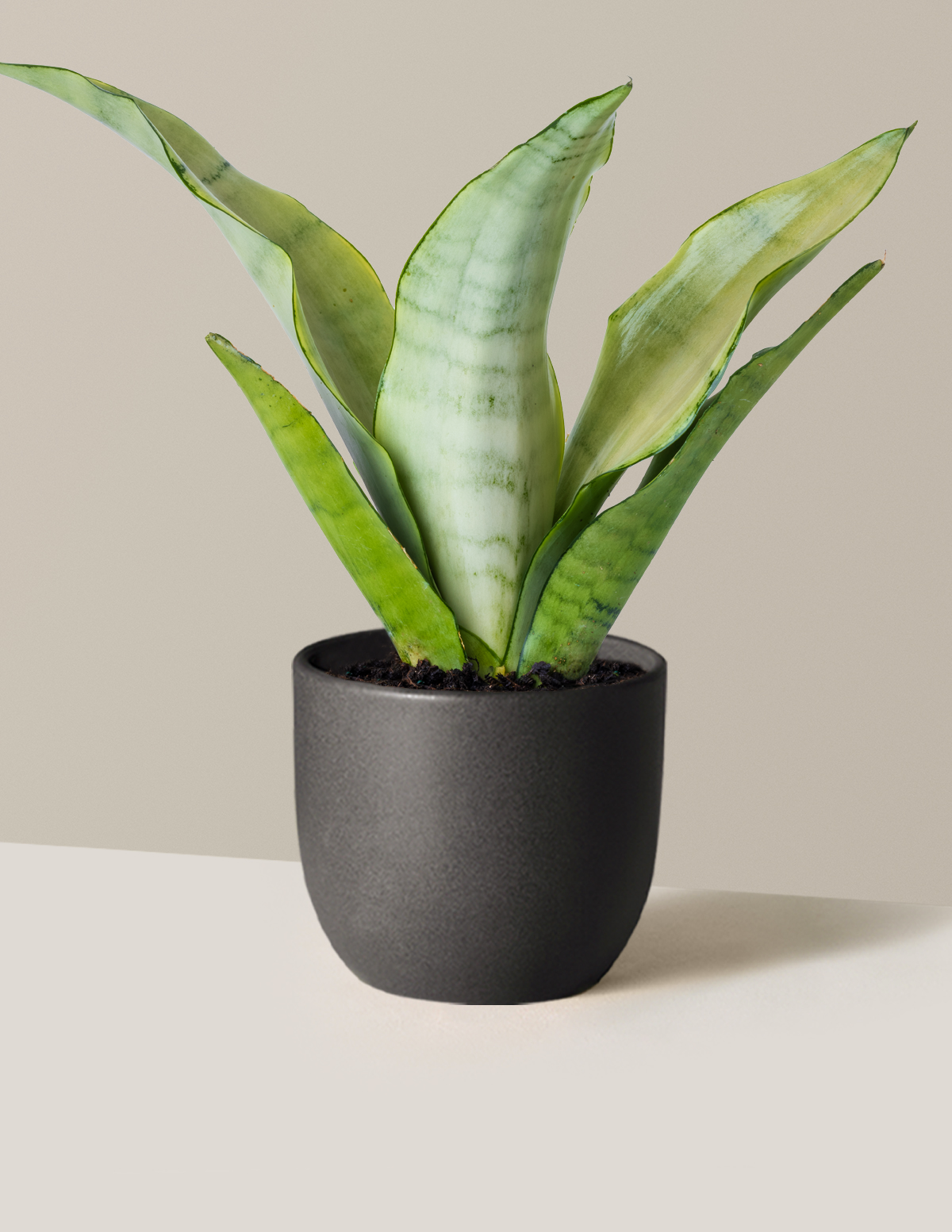Moonshine Snake Plant