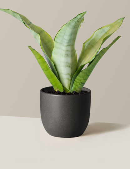 Moonshine Snake Plant