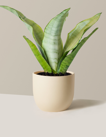 Moonshine Snake Plant