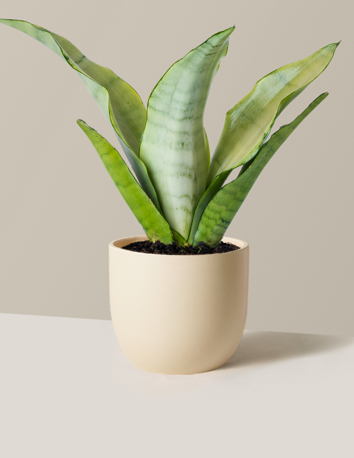 Moonshine Snake Plant