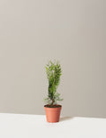 bundle | 1-2 ft. | Single | Grow Pot/Plastic
