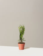 bundle | 1-2 ft. | Single | Grow Pot/Plastic