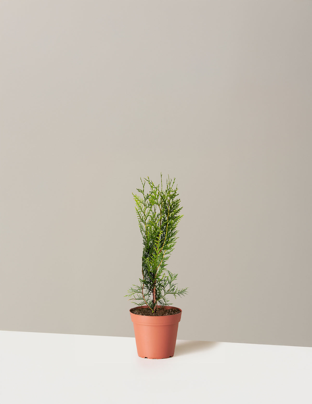 bundle | 1-2 ft. | Single | Grow Pot/Plastic
