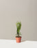 bundle | 1-2 ft. | Single | Grow Pot/Plastic