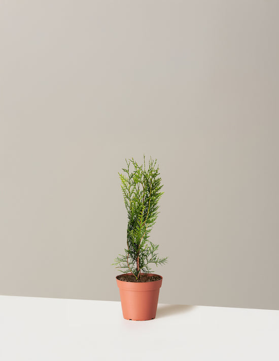 bundle | 1-2 ft. | Single | Grow Pot/Plastic