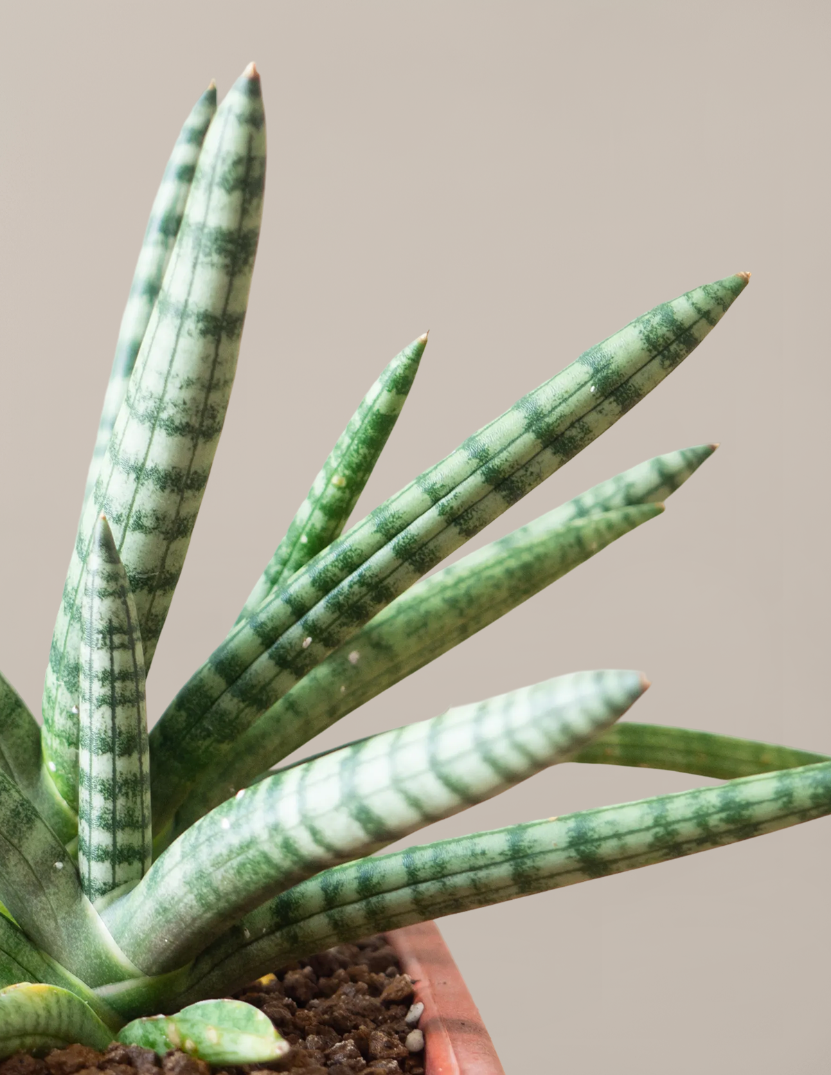Snake Plant Starfish
