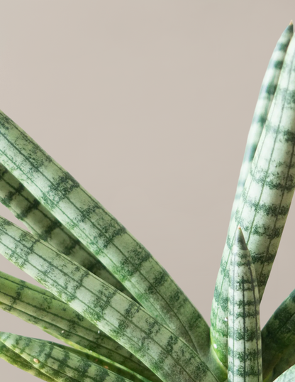 Snake Plant Starfish