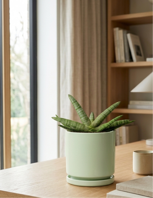 Snake Plant Starfish