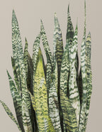 Snake Plant Zeylanica