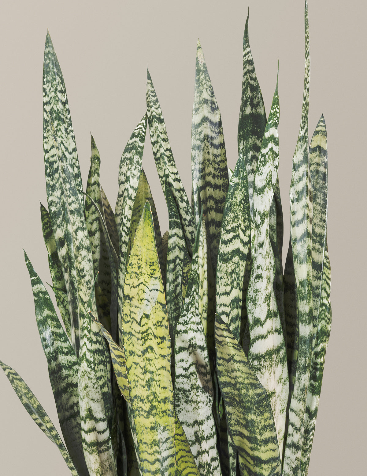 Snake Plant Zeylanica