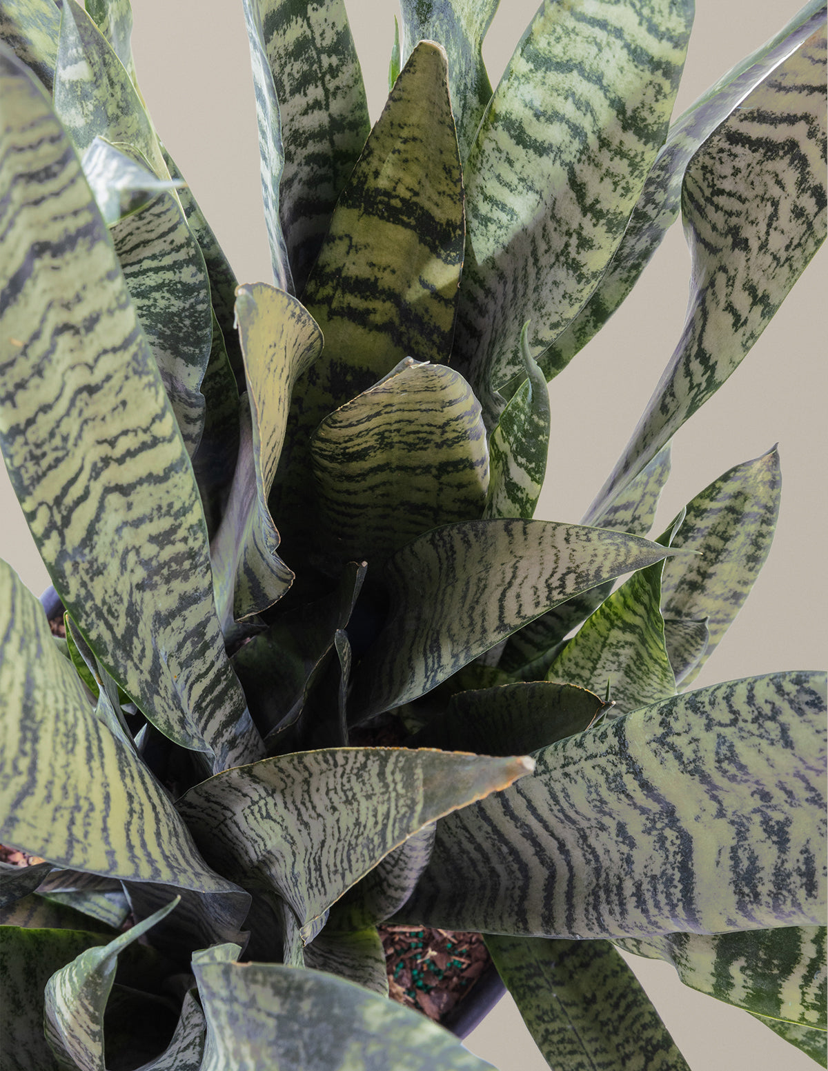 Snake Plant Zeylanica