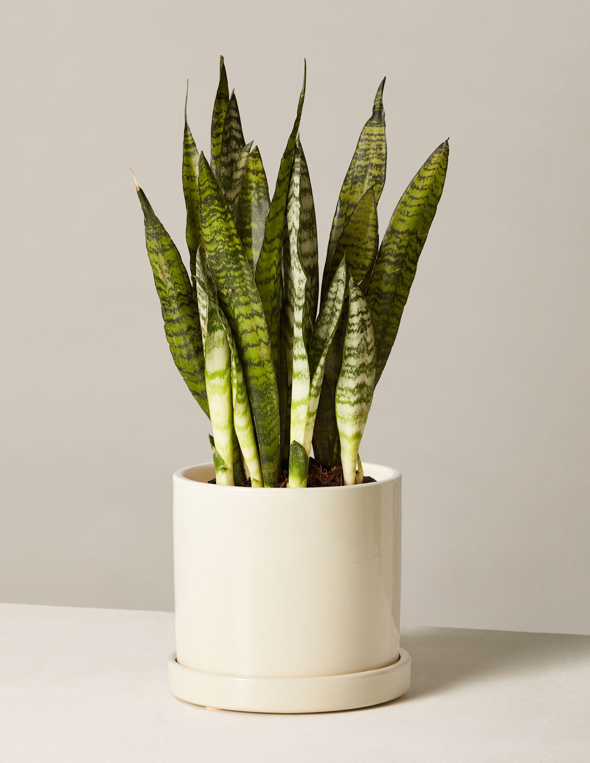 Snake Plant Zeylanica