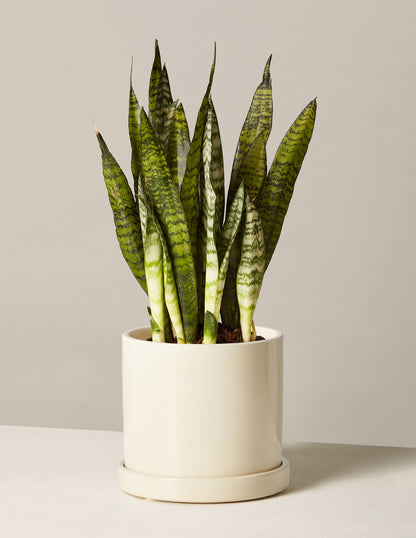 Snake Plant Zeylanica