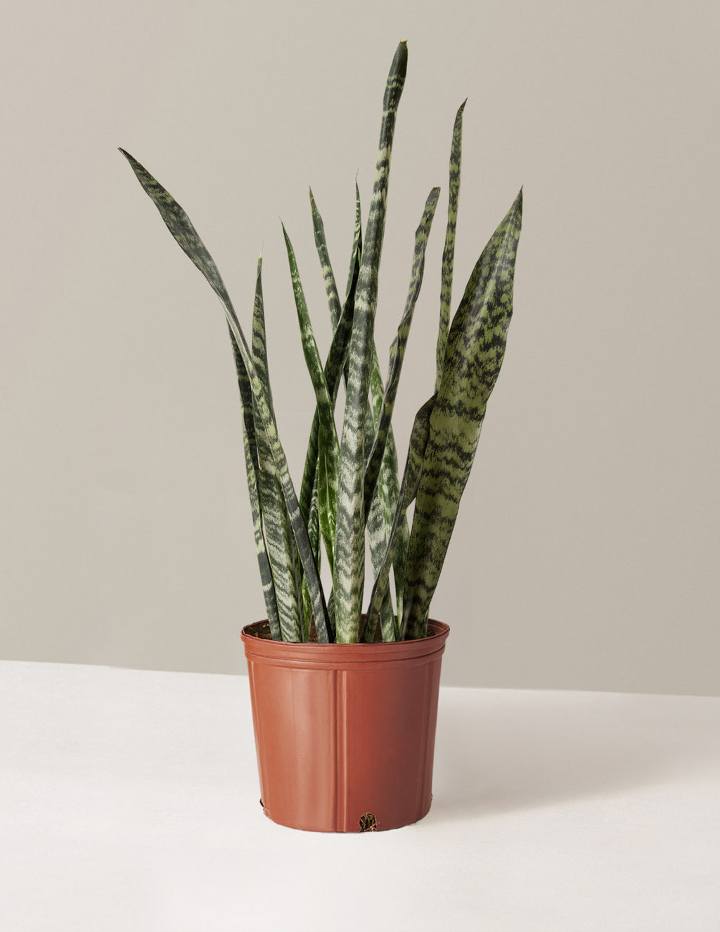 bundle | Large | Grow Pot