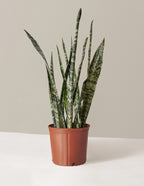 bundle | Large | Grow Pot