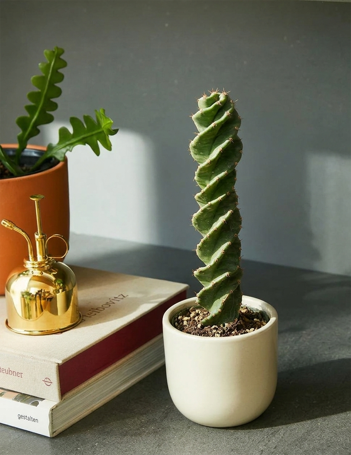 Spiral Cactus