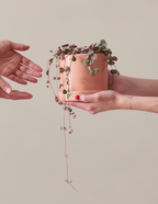 String of Hearts