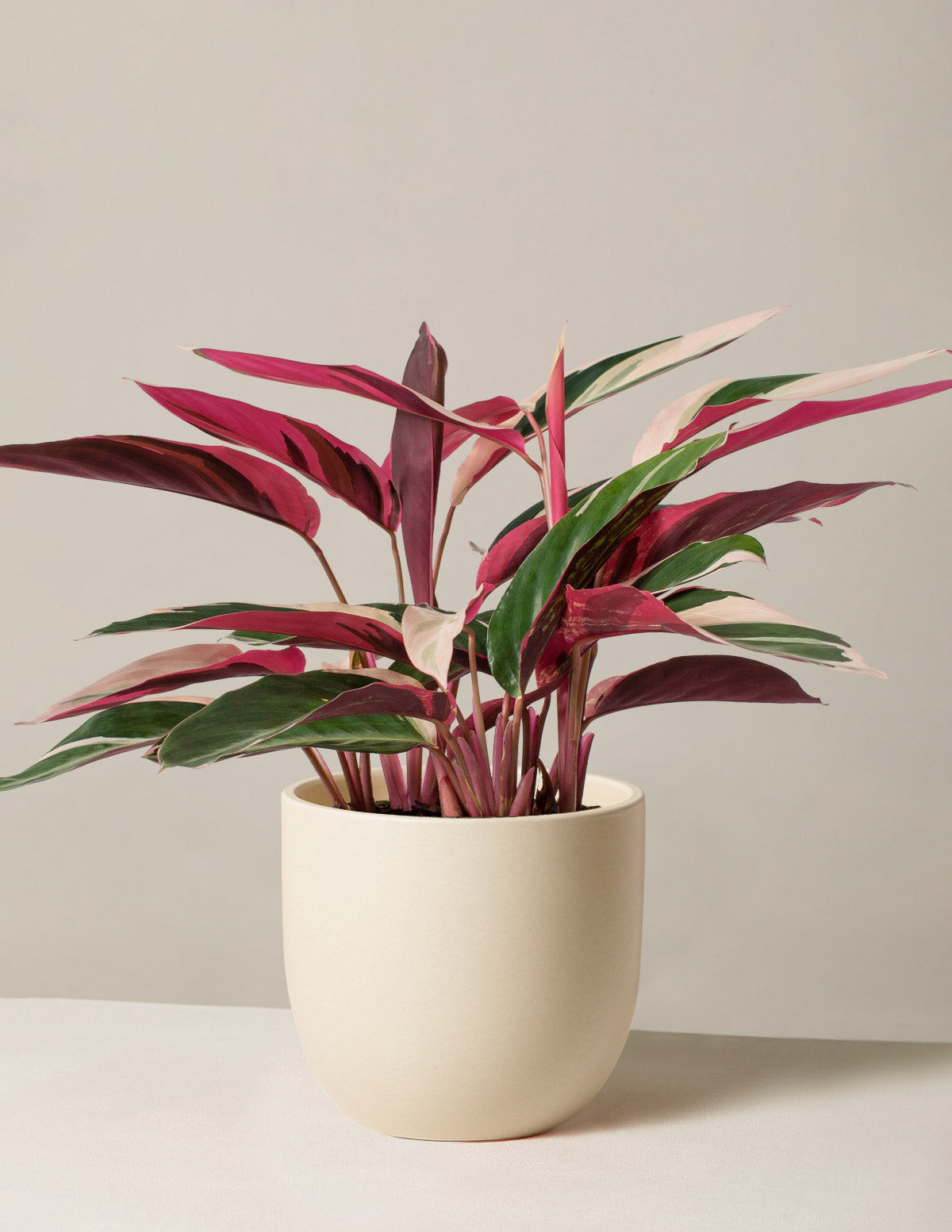 Stromanthe Triostar
