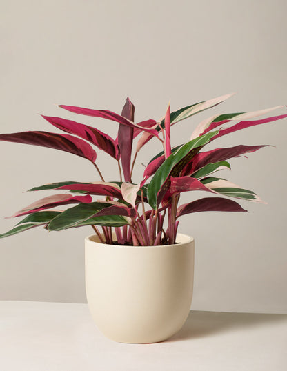 Stromanthe Triostar